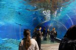 Największą atrakcją Afrykanarium jest 20-metrowy tunel akrylowy (fot. mat. Zoo Wrocław)