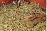 W śląskim zoo na świat przyszły antylopy nilgau (fot. mat. Śląskiego Ogrodu Zoologicznego)