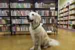 Żorska biblioteka zaprasza na nietypowe spotkanie - z psami (fot. mat. MBP Filia 5 w Żorach)