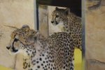 Nowi mieszkańcy - gepardy, czekają na zwiedzających (fot. mat. Śląskiego Ogrodu Zoologicznego)