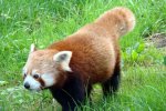 Pandy czerwone w warunkach naturalnych wystepują w Azjii (fot. mat. Park Śląski)