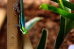 Phelsuma klemmeri to jaszczurki, które można oglądać od czerwca w śląskim zoo (fot. mat. zoo)
