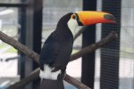 W palmiarni Egzotarium zamieszkał m.in. tukan wielki (fot. archiwum zdjęć FB CEE Egzotarium Sosnowiec)