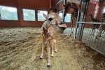 Lilo urodziła się 16 stycznia w Śląskim Ogrodzie Zoologicznym (fot. archiwum zdjęć FB Śląski Ogród Zoologiczny)