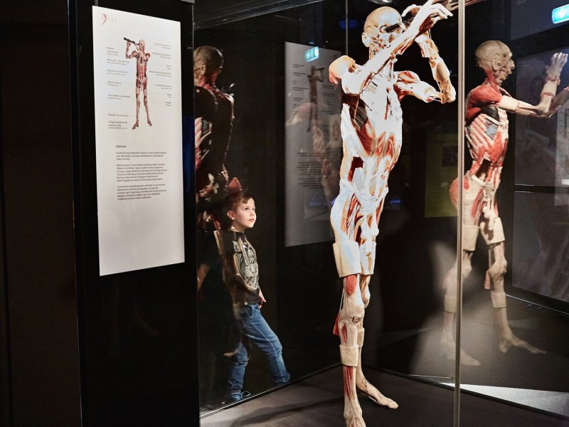 Body Worlds to wystawy, które budzą kontrowersje na całym świecie (fot. Ewelina Zielińska)