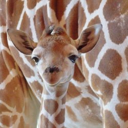 To kolejne radosne narodziny żyrafy w chorzowskim zoo (fot. FB Śląski Ogród Zoologiczny)