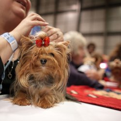 Spośród psiaków jury wybierze najmodniejszego, najsłodszego i najmądrzejszego psiaka (fot. foter.com)