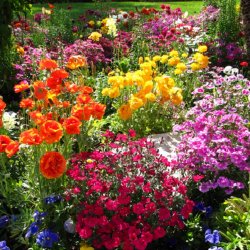 Święto Kwiatów to okazja do zakupów i zdobywania ogrodniczej wiedzy (fot. foter.com)