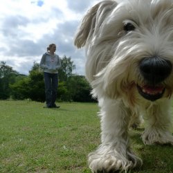 Rodzinne biegi z psami odbędą się 20 maja (fot. foter.com)