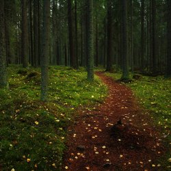 Las jest tematem ogólnopolskiego konkursu dla dzieci organizowanego przez miasto Będzin (fot. foter.com)
