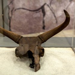 Na wystawie w Muzeum Śląskim będzie można obejrzeć fascynujące eksponaty i dowiedzieć się czegoś więcej na temat pochodzenia zwierząt domowych np. krowy (fot. mat. organizatora)