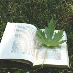 "Biblioteka pod chmurką" to nie tylko czytanie w plenerze (fot. pixabay)
