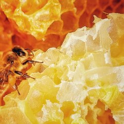Etnospacer zakończy się warsztatami budowania domków dla pszczół (fot. mat. organizatora)