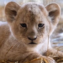 2 września Moxico i Anoona zostali rodzicami i  powitali na świecie cztery lwiątka (fot. archiwum zdjęć FB Śląski Ogród Zoologiczny)