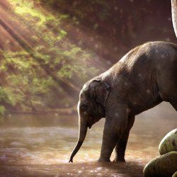 14 kwietnia obchodzony jest Dzień Ochrony Słoni (fot. mat. pixabay)