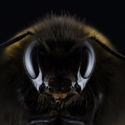 Pszczoły, choć nie każdy zdaje sobie z tego sprawę, są bardzo pożytecznymi owadami (fot. pixabay)