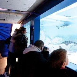 Rekiny tym razem zawitają do Będzina (fot. SOS Sea)