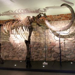 Zamek Piastowski w Gliwicach zaprasza na spotkanie z mamutem (fot. materiały muzeum)
