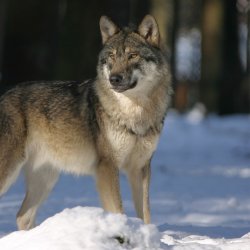 W Internecie krążyło nagranie watahy wilków, która miała pojawić w pobliżu tyskiej dzielnicy Wilkowyje (fot. mat. pixabay)