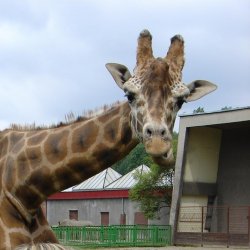 W śląskim ZOO można od niedawna podziwiać również żyrafy, które wróciły tu po kilku latach nieobecności (fot. wok)