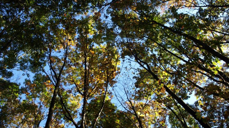 Światowy Dzień Drzewa to okazja do wzięcia udziału w wielu atrakcjach w Śląskim Ogrodzie Botanicznym (fot. FB Śląskiego Ogrodu Botanicznego) 