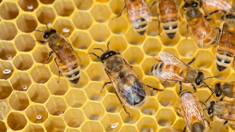 Wiele o pszczołach i innych owadach dowiecie się na zajęciach w Willi Caro (fot. foter.com)