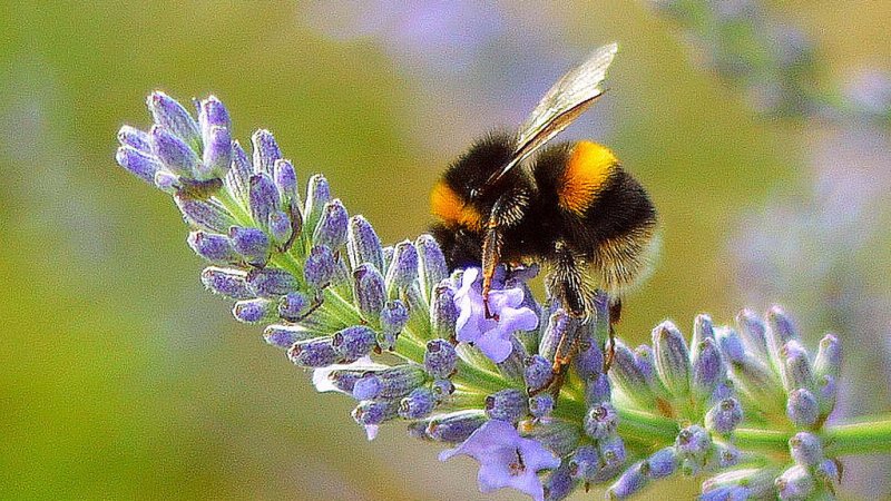 Pszczoły i inne owady będą bohaterami spotkania w gliwickim Muzeum (fot. foter.com)