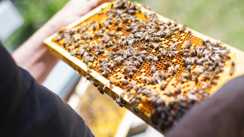Tego dnia w skansenie odbędą się m.in. warsztaty pszczelarskie (fot. pixabay)