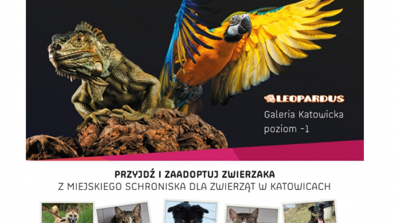 Edukacyjna akcja schroniska i sklepu Leopardus to ciekawa propozycja na spędzenia Dnia Dziecka (fot. mat. organizatora)