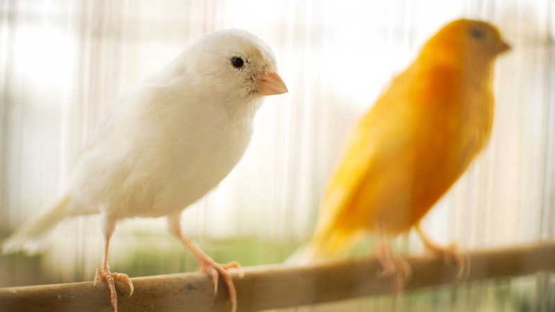 Wystawa kanarków i ptaków egzotycznych odbędzie się w dniach 11-12 listopada (fot. pixabay)