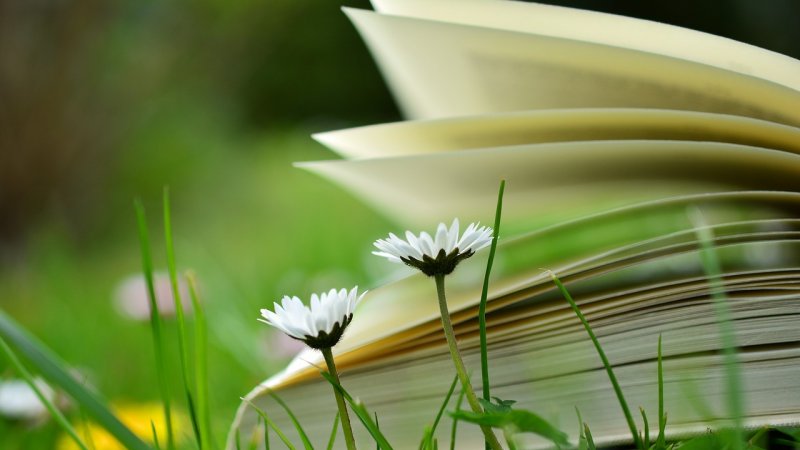 Wspólne czytanie "Wesela" odbędzie się m.in. w Parku Kościuszki w Katowicach (fot. pixabay)