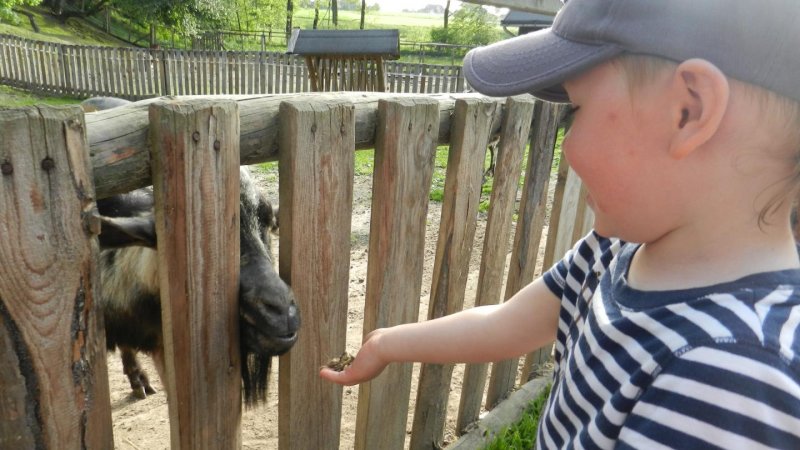 Kozy z Minizoo były bardzo towarzyskie. (fot. ola)