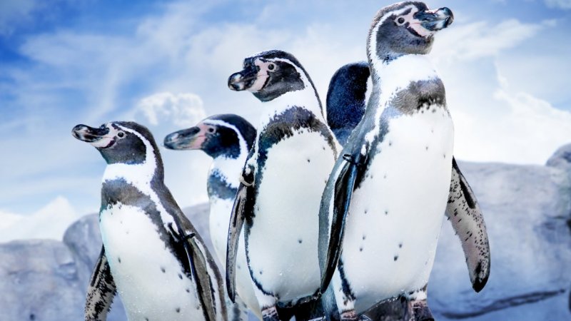 Wśród licznych atrakcji znajdzie się pokazowe karmienie pingwinów Humbolta (fot. mat. organizatora)