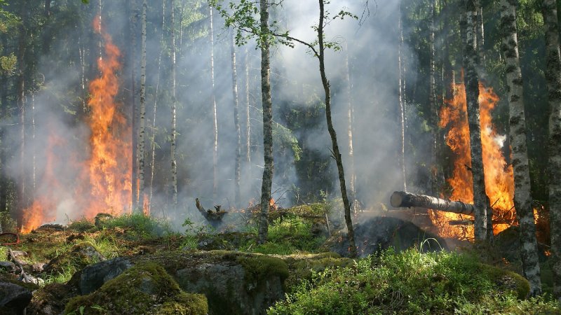 Na spotkaniu strażak opowie o pożarach lasów w Polsce, o tym, jak się zachować w sytuacji zagrożenia (fot. pixabay)
