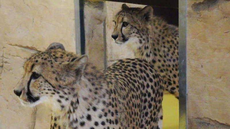 Nowi mieszkańcy - gepardy, czekają na zwiedzających (fot. mat. Śląskiego Ogrodu Zoologicznego)
