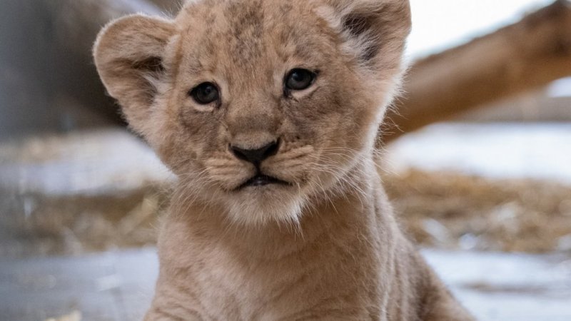 Śląski Ogród Zoologiczny jest trzecim na świecie ogrodem zoologicznym rozmnażającym lwy angolskie (fot. archiwum zdjęć FB Śląski Ogród Zoologiczny)