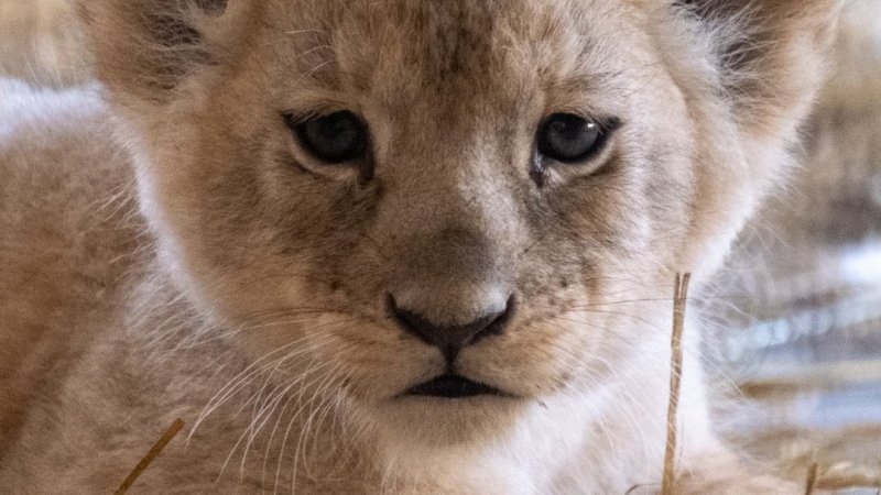 2 września Moxico i Anoona zostali rodzicami i  powitali na świecie cztery lwiątka (fot. archiwum zdjęć FB Śląski Ogród Zoologiczny)