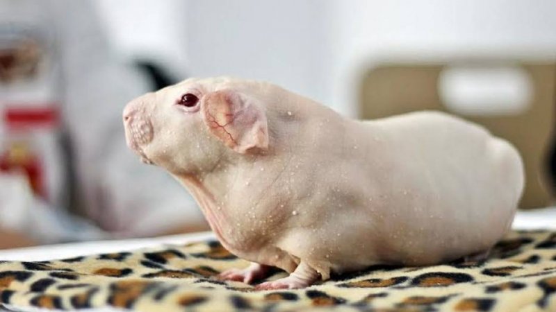Na wystawie w Dąbrowie Górniczej będzie można oglądać m.in. świnki rasy skinny (fot. mat. prasowe)
