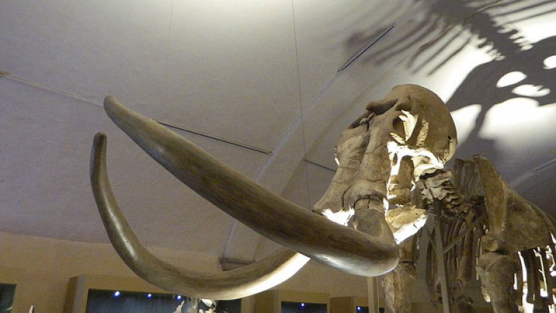 Szkielet mamuta (fot. foter.com)