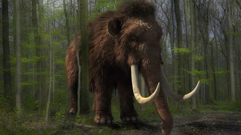 Jedną z niespodzianek będzie możliwość obejrzenia prawdziwego ciosu mamuta włochatego (fot. mat. pixabay)
