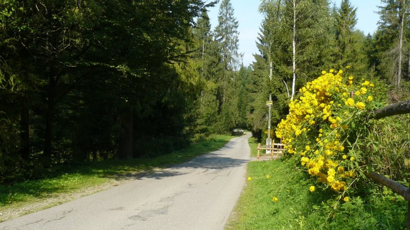 Trasa ma 2,5 km, prowadzi asfaltową drogą (fot. mat. AgnieszkaMróz/SilesiaDzieci.pl)