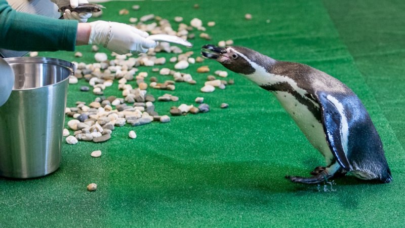 Pingwiny obecnie się aklimatyzują i poznają opiekunów (fot. mat. UMWS)