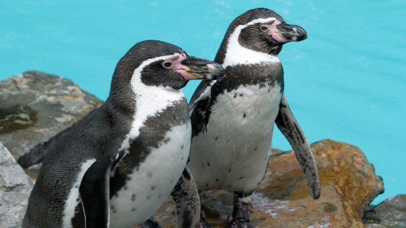 Śląskie zoo zamieszkają pingwiny peruwiańskie - Humboldta (mat. organizatora)
