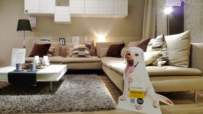 Ten psiak czeka na nowy dom (fot. materiały IKEA)