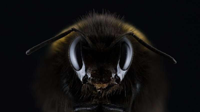 Pszczoły, choć nie każdy zdaje sobie z tego sprawę, są bardzo pożytecznymi owadami (fot. pixabay)