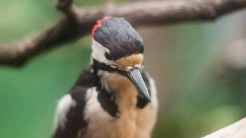 Życie ptaków przybliżą organizatorzy kolejnego "Spotkania z wiedzą" w Muzeum Górnośląskim (fot. mat. organizatora)