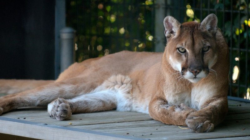 Puma miała być widziana w okolicach Piasku (fot. mat. pixabay)