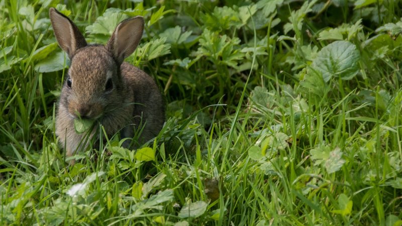 Jak króliki mogą wpłynąć na środowisko naturalne? Tego dowiecie się w Muzeum Górnośląskim (fot. pixabay)