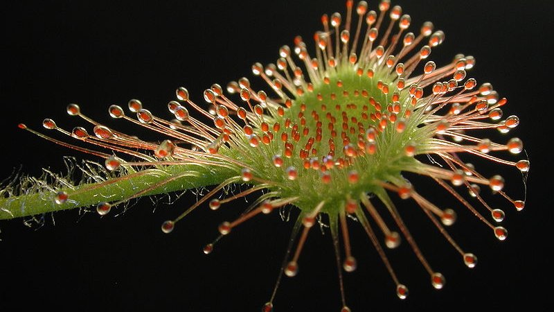 Owadożerny liść rosiczki okrągłolistnej  (fot. Petr Dlouhy/wikipedia)