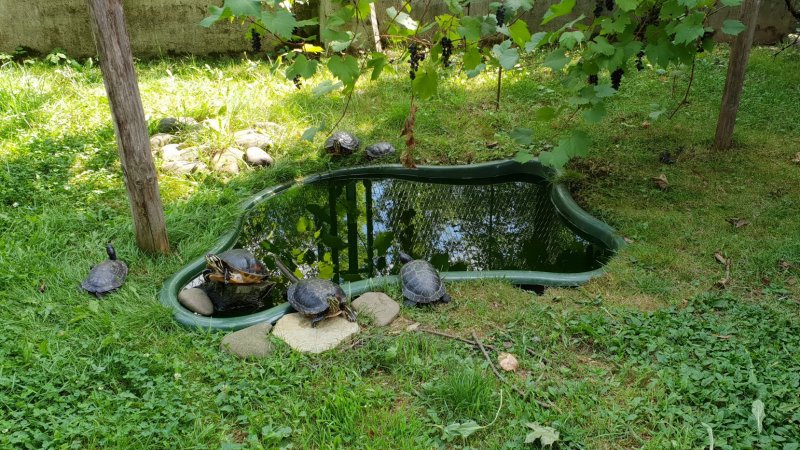 Wśród zwierząt zamieszkujących Park Zamkowy są również żółwie (fot. Katarzyna Esnekier/SilesiaDzieci.pl)